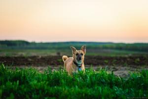 IMG_0728-11_30%.jpg
